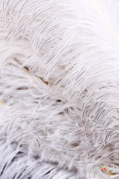 Autruche premium - 50-60 cm - crème-gris naturel